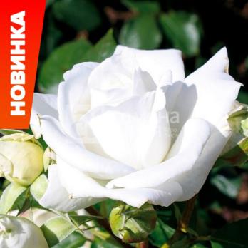 Роза Аннапурна - чайно-гибридная/60-80см/белая средне-махровая