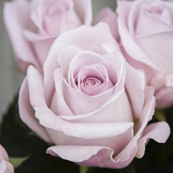 Роза Баунти Вей - чайно-гибридная/70-90см/цвет светло-сиреневый