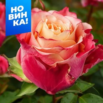 Роза 3D - чайно-гибридная/130-150см/розово-коралловая