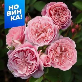 Роза Байландо - флорибунда/70-90см/нежно-розовая