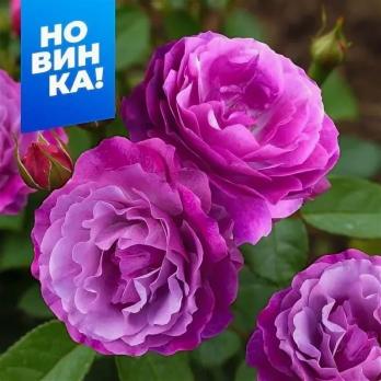 Роза Блю Эден - грандифлора/120-150см/пурпурно-розовая