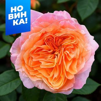 Роза Викторианский Секрет - чайно-гибридная/100-110см/нежно-розовая