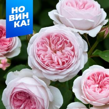 Роза Герцогиня Кристиана - флорибунда/70см/кремово-розовая