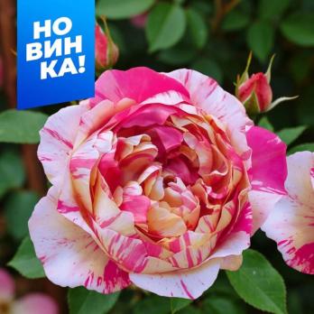 Роза Жюли Андриё - плетистая (клаймбер)/150-200см/кремовая с розовыми полосами