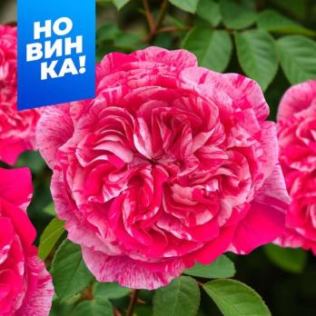 Роза Инес Састр - плетистая (клаймбер)/120-180см/насыщенно-розовая с бело-кремовыми штрихами