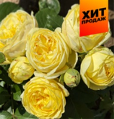 Роза Каталина - спрей/90-120см/ярко-желтая