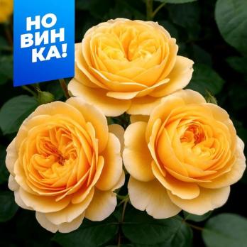 Роза Кэндллайт - чайно-гибридная/80-100см/ желто-кремовая середина и более светлый край лепестка