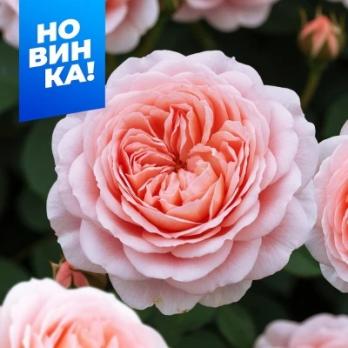 Роза Мерхенцаубер - флорибунда/60-80см/кремово-розовая с абрикосовым центром