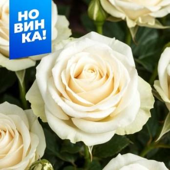 Роза Мондиаль - чайно-гибридная/90-110см/бело-сливочного цвета, с мятным оттенком