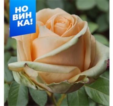 Роза Приорити - чайно-гибридная/50-70см/розово-молочная