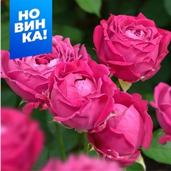 Роза Рич Бабблз - спрей/70-80см/цвет фуксии