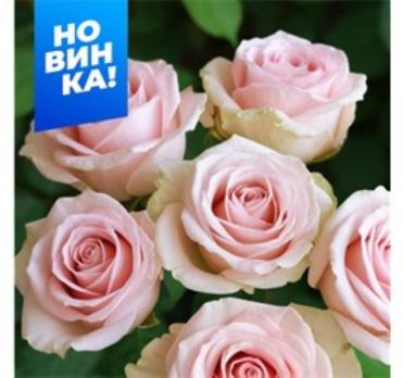 Роза Свит Аваланж - чайно-гибридная/110-125см/нежно-розовая с кремовым отливом