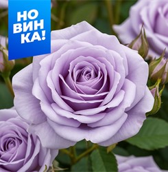 Роза Стерлинг Сенсейшн - спрей/50-80см/нежно-лиловая
