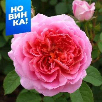 Роза Французское Платье - шраб/150-250см/розовая с кофейным и сиреневым оттенком