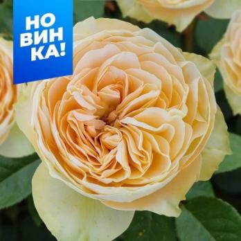 Роза Шампань Рококо -  шраб/110-150см/цвет шампанского