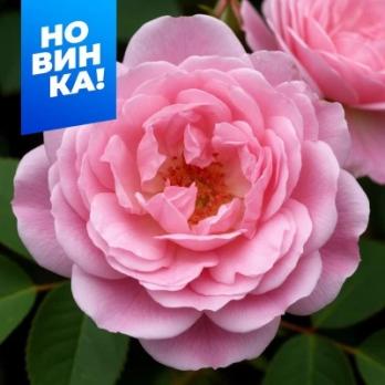 Роза Эглантин - английская/120-150см/нежно-розовая