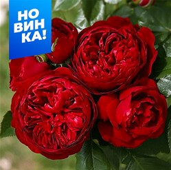 Роза Эротик Рококо - спрей/60-80см/красно-малиновая с бордовым оттенком