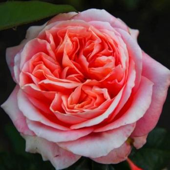 Роза Лондон Ай - чайно-гибридная/80-110см/махровая