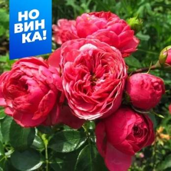 Роза Меджик Рококо - флорибунда/50-80см/розовая