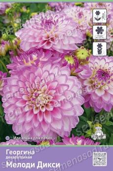 Георгина Мелоди Дикси 1шт Iразбр 55-60см декоративная