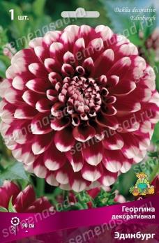 Георгина Эдинбург 1шт Iразбор 90см декоративная