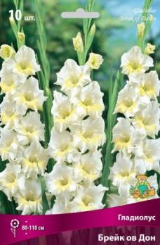 Гладиолус Брейк ов Дон 10шт 10-12разбор 80-110см крупноцветковый
