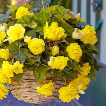 Бегония Каскад Одороса Йеллоу Флейм 2шт 4-5разбор 25см