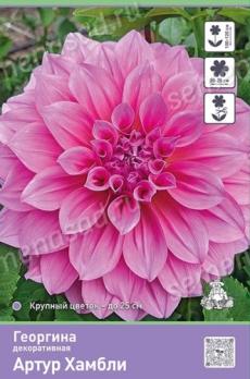 Георгина декоративная Артур Хамбли (1шт) Iразбор 90см