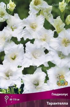 Гладиолус Тарантелла 10шт 10-12разбор 80-110см 