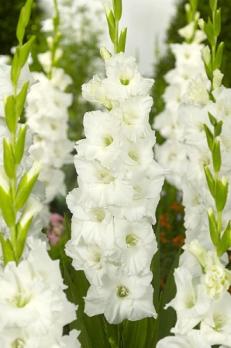 Гладиолус Амстердам (10шт) 10-12разбор 80-100см