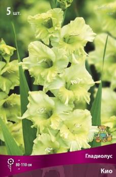 Гладиолус Кио (5шт) 10-12разбор 80-110см