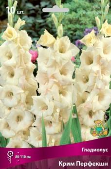 Гладиолус Крим Перфекшн (10шт) 10-12разбор 80-110см
