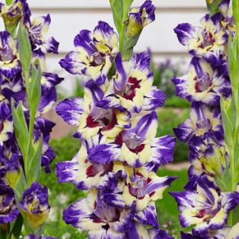 Гладиолус Циркус Колор 10шт 10-12разбор 80-110см