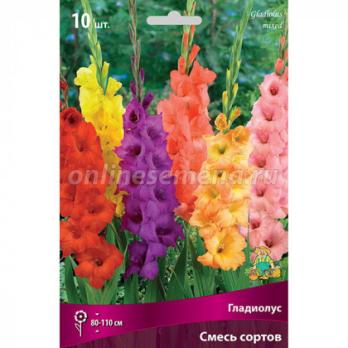 Гладиолус крупноцветковый смесь (10шт) 10-12разбор 80-110см
