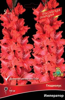 Гладиолус Император (5шт) 10-12разбор 160см крупноцветковый 