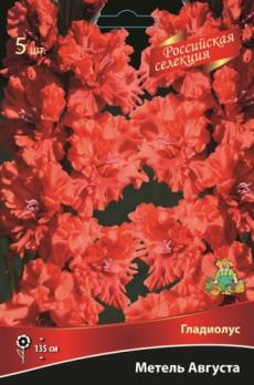 Гладиолус Метель Августа 5шт 12+разбор 135см крупноцветковый 