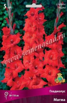 Гладиолус Магма (5шт) 80-110см крупноцветковый 12/14