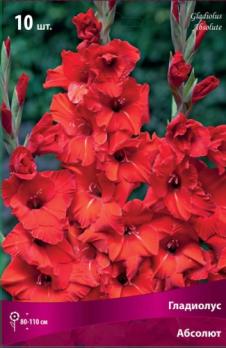 Гладиолус крупноцветковый Абсолют(10шт) 80-110см 10/12