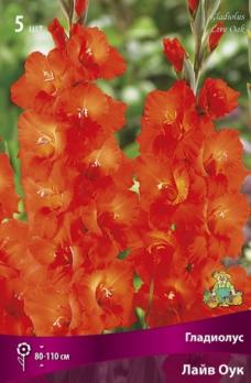 Гладиолус крупноцветковый Лайв Оук (5шт) 80-110см 12/14