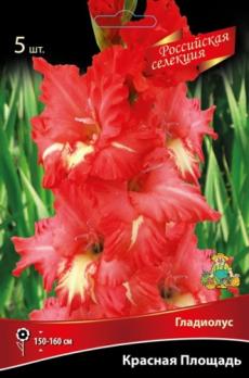 Гладиолус Красная Площадь (5шт) 150-160см 12/+ крупноцветковой 