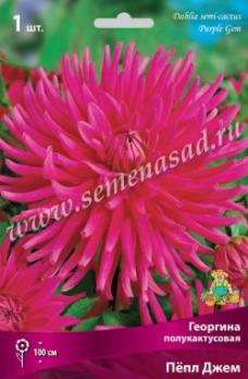 Георгина Пёпл Джем (1шт) 100см полукактусовая I разбор
