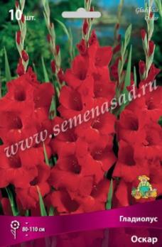 Гладиолус Оскар (10шт) 80-110см крупноцветковый 10/12