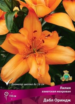 Лилия азиатская мохровая Дабл Ориндж 12/14 (3шт) 110см