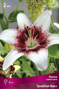 Лилия азиатская Трайбал Кисс 12-14/К 2шт