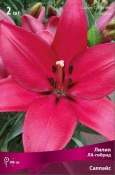 Лилия ЛА-гибрид Салпайс 14-16/К 2шт