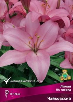 Лилия ЛА-гибрид Чайковский 12/14 (5шт) 130 см