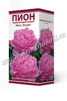 Пион молочноцветковый Мисс Экхарт (1шт) 90-101 см