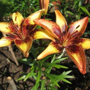 Лилия Трейбл Денс (3шт) 12/14 азиатский гибрид