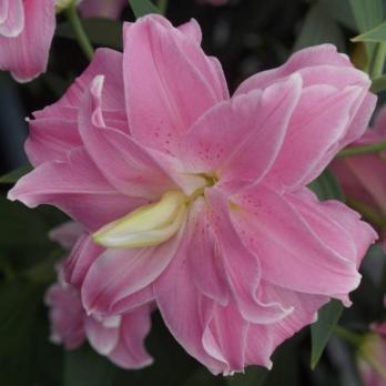 Лилия Лотус Джой 2 шт восточный махровый гибрид ЭКСКЛЮЗИВ ярко розовый