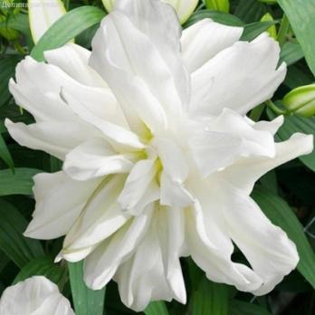 Лилия Лотус Айс 2шт восточный махровый гибрид ЭКСКЛЮЗИВ белый